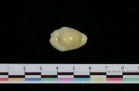 藏品(黃寶螺)的圖片